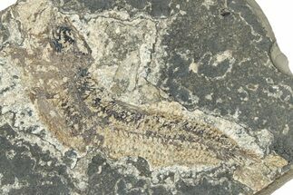 Oligocene Fossil Clupeoid Fish (Beksinskiella) - Poland #320635