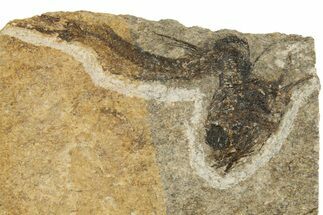 Oligocene Fossil Fish (Idrissia carpathica) - Poland #320605