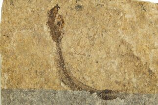 Oligocene Fossil Fish (Idrissia carpathica) - Poland #320606