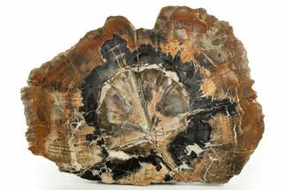 Polished Triassic Petrified Wood (Araucarioxylon) Round - Utah #320735