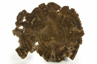 Polished Cretaceous Petrified Wood Round - Texas #320753