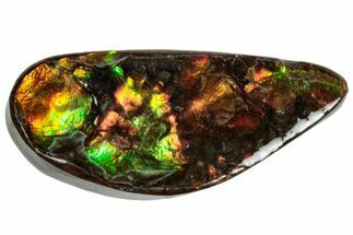 Iridescent Ammolite (Fossil Ammonite Shell) - Alberta #320779