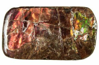 Iridescent Ammolite (Fossil Ammonite Shell) - Alberta #320799