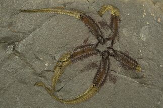 Very Detailed Ordovician Brittle Star (Ophiura) - Morocco #320950