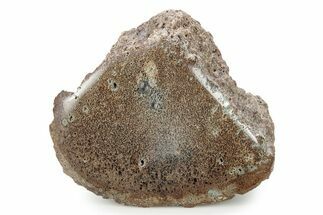 Polished Jurassic Plesiosaur (Colymbosaurus) Bone - England #320988