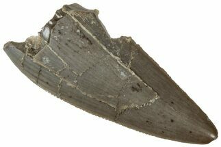 Serrated, Triassic Reptile (Postosuchus?) Tooth - Arizona #321049