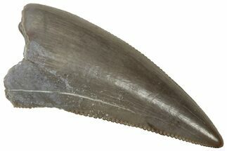 Serrated, Triassic Reptile (Postosuchus?) Tooth - Arizona #321052