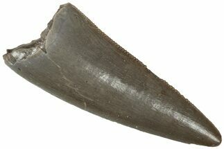 Serrated, Triassic Reptile (Postosuchus?) Tooth - Arizona #321055