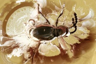 Fossil Ant-Like Stone Beetle (Scydmaeninae) in Baltic Amber #321734