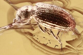 Fossil Fungus Beetle (Corticariinae) in Baltic Amber #321735