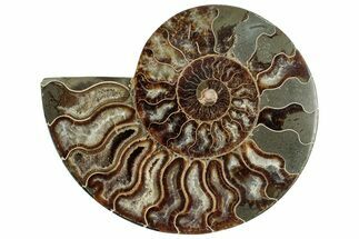 Cut & Polished Ammonite Fossil (Half) - Madagascar #317934