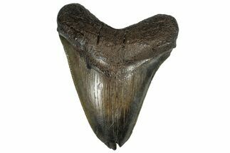 Serrated, Fossil Megalodon Tooth - South Carolina #321807