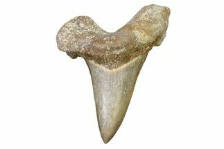 Serrated Sokolovi (Auriculatus) Shark Tooth - Dakhla, Morocco #321854