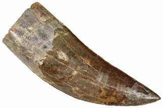 Serrated Carcharodontosaurus Tooth - Giant Dinosaur Tooth #322005