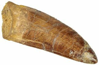 Serrated Carcharodontosaurus Tooth - Giant Dinosaur Tooth #322007