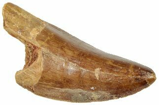 Serrated, Carcharodontosaurus Tooth - Real Dinosaur Tooth #322054