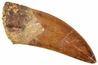 Serrated, Carcharodontosaurus Tooth - Real Dinosaur Tooth #322056