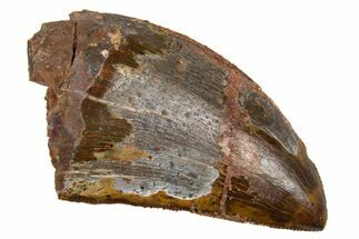 Serrated, Carcharodontosaurus Tooth - Real Dinosaur Tooth #322060