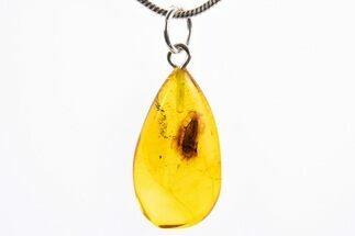 Polished Baltic Amber Pendant (Necklace) - Contains Beetle! #322031