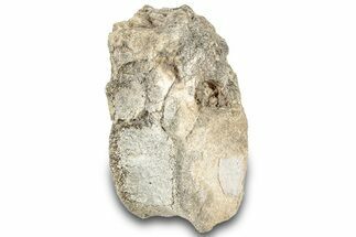 Fossil Iguonodontian Dinosaur (Tenontosaurus) Vertebra - Montana #322095