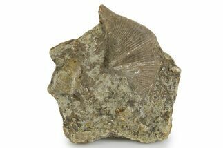 Fossil Brachiopod (Cyrtospirifer) - Russia #322158