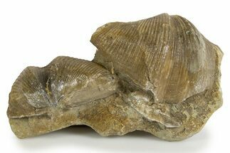 Fossil Brachiopod (Cyrtospirifer) Plate - Russia #322167