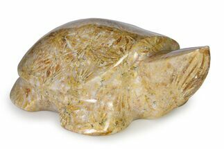 Carved Fossil Yellow Star Coral Turtle - Philippines #322343