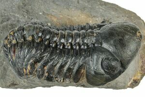 小物 FOSSIL Zlichovaspis & Odontochile Trilobites For Sale - FossilEra.com