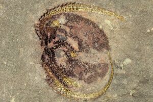 Pair Of Large, Ordovician, Fossil Brittle Stars (Ophiura