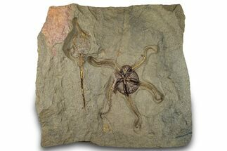 Fossil Brittle Star (Ophiura) With Carpoid - Morocco #322489