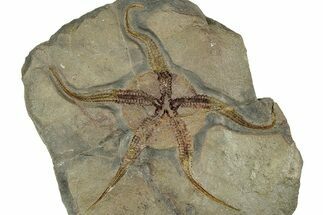 Detailed Ordovician Brittle Star (Ophiura) - Morocco #322491