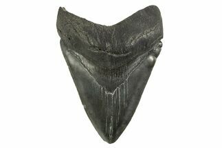 Serrated, Fossil Megalodon Tooth - South Carolina #321317