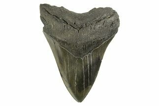 Serrated, Fossil Megalodon Tooth - South Carolina #321321