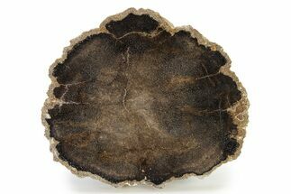 Cretaceous Petrified Tree Fern (Tempskya) Round - Utah #322724