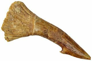 Fossil Sawfish (Onchopristis) Rostral Barb - Composite #322874