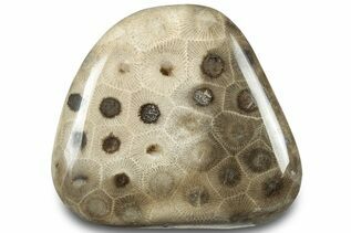 Petoskey Stones For Sale