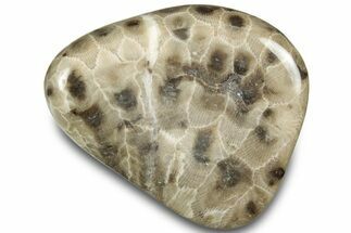 Polished Petoskey Stone (Fossil Coral) - Michigan #322984