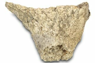 Dinosaur (Triceratops) Frill Shield Section - Montana #323021