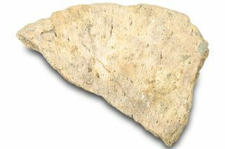 Dinosaur (Triceratops) Frill Shield Edge - Montana #323032