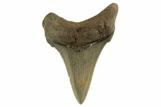 Serrated Angustidens Tooth - Megalodon Ancestor #321697
