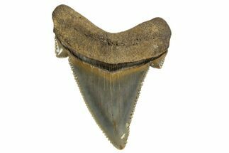 Serrated Angustidens Tooth - Megalodon Ancestor #321698