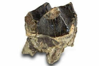 Fossil Eocene Coryphodon Mammal Tooth - Wyoming #316489