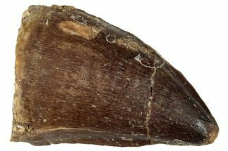 Fossil Mosasaur (Prognathodon) Tooth - Morocco #322655