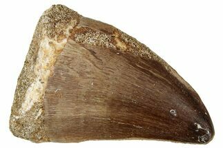 Fossil Mosasaur (Prognathodon) Tooth - Morocco #322675