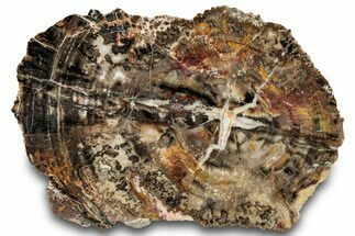 Colorful Polished Triassic Petrified Wood Slab - Utah #323166