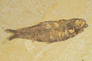 Detailed Fossil Fish (Knightia) - Wyoming #320355