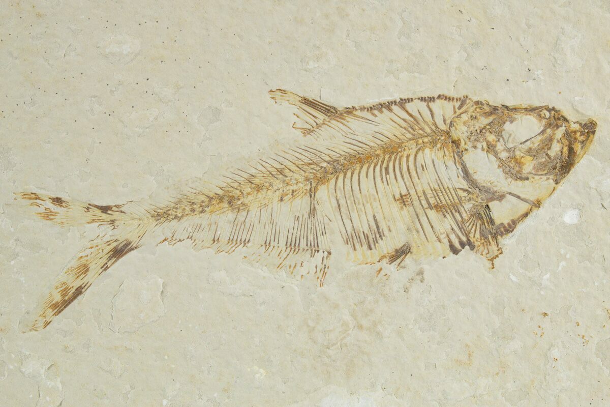 8 1/4 Inch Diplomystus Fish Fossil (18 Inch Layer) (#269