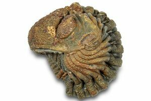 Ｍｏｒｏｃｏｐｓ  ｆｏｒｔｅｙｉ Enrolled Barrandeops (Phacops) Trilobite (#18670) For Sale
