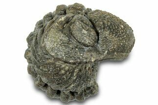 Wide Enrolled Morocops Trilobite - Morocco #323226