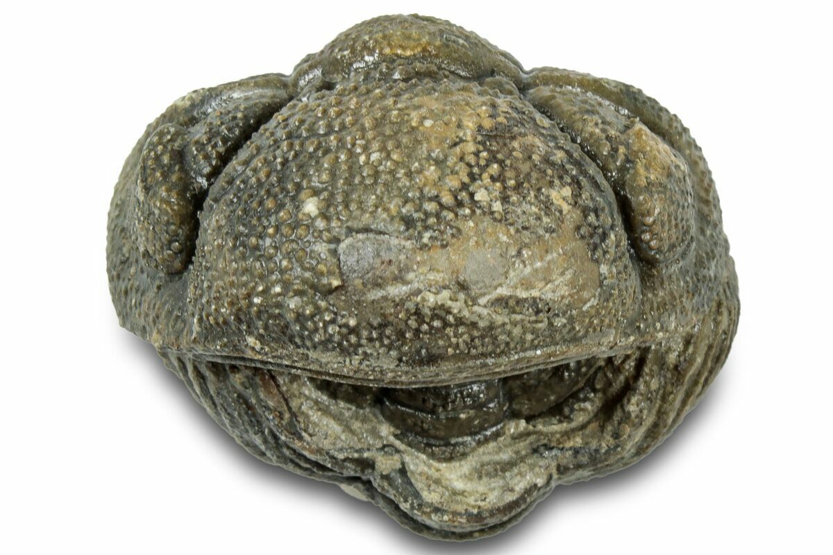 Ｍｏｒｏｃｏｐｓ ｆｏｒｔｅｙｉ 1.1